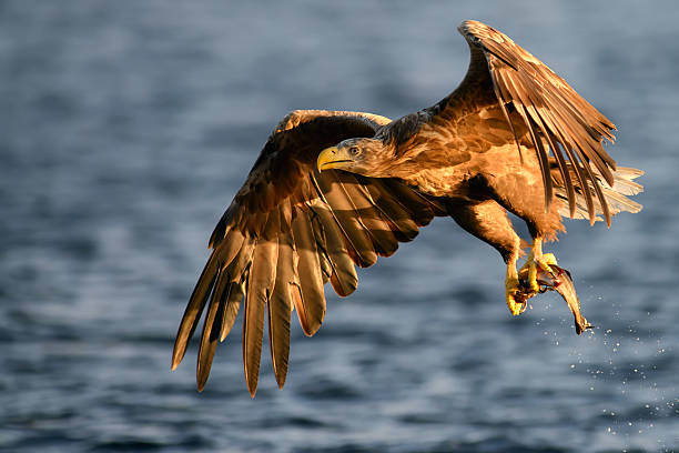 Aquila dalla coda bianca prendendo pesce - foto stock