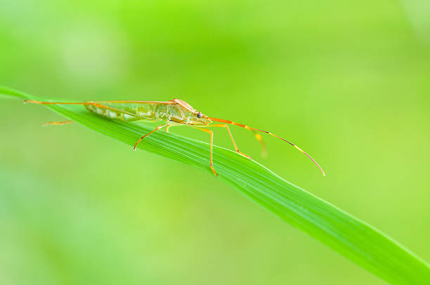 Rice Bug stock photo