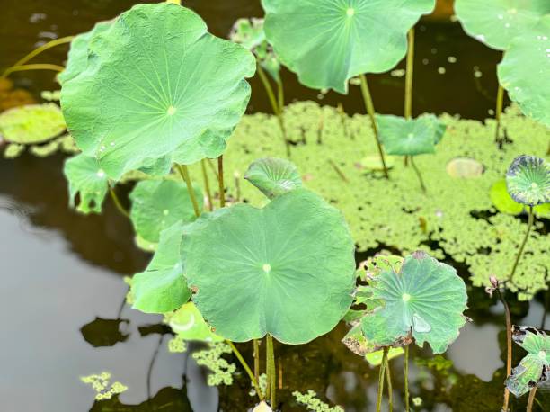 istock lily pads in a pond. 1764702389