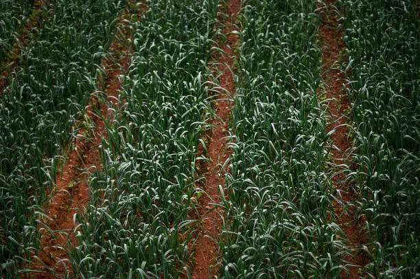 Garlic field in Sri Lanka