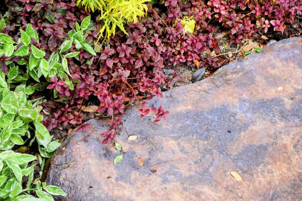 istock plants growing out of a rock. 1764702987