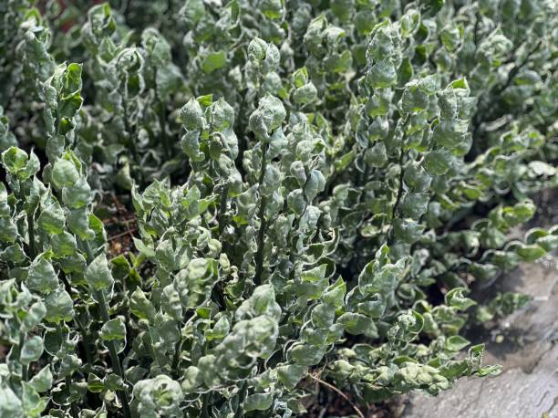 istock biological species is a perennial herb that is native. 1764703558