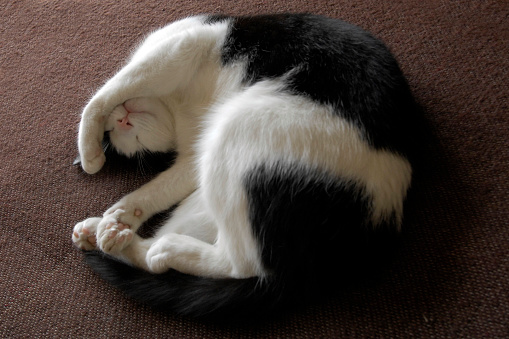 the cat who sleeps in a ball