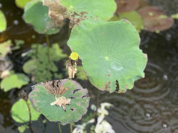 istock lily pads and other plants in the pond. 1764707370