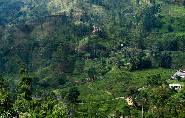 istock green tea plantation landscape, close up, sun 1764707901