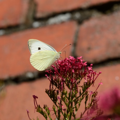 A large white butterfly(Pieris brassicae) drinking nectar.