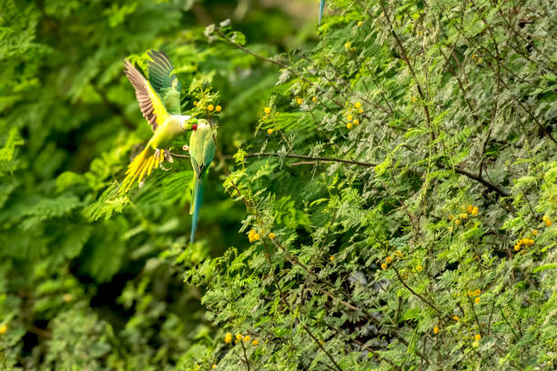 istock Love of Rose ringed Parakeets 1764714494