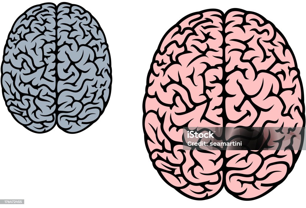Isolated human brain Isolated human brain in red and gray colors for medicine design Anatomy stock vector