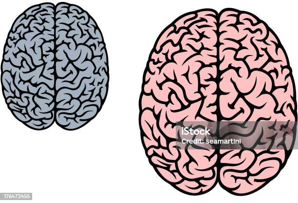 Isolated Human Brain Stock Illustration - Download Image Now - Anatomy, Biology, Cerebellum