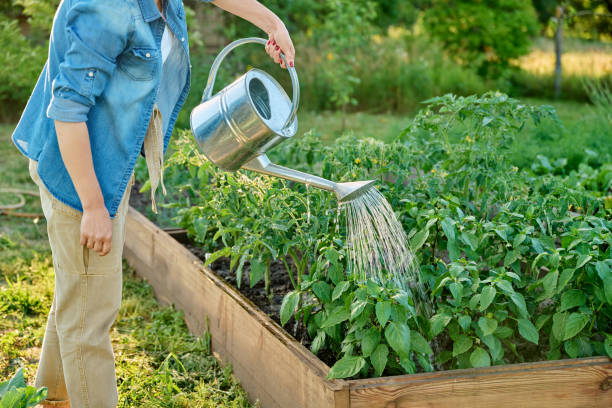 istock Woman watering a vegetable bed with a watering can 1764726103