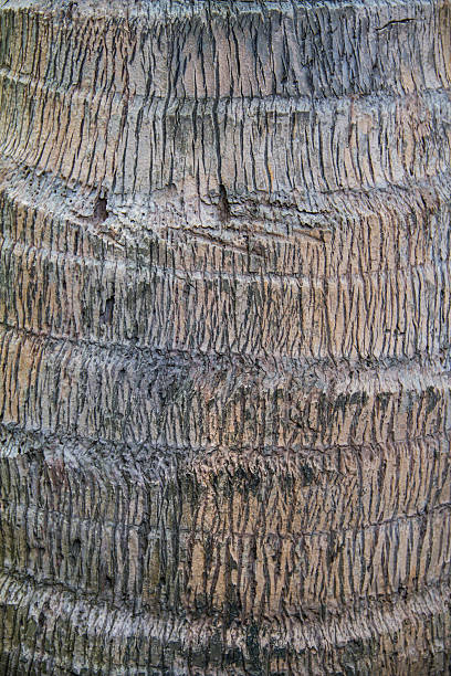 istock Bark of a Coconut palm 176472644