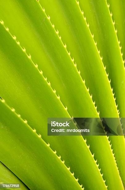 Tropical Plant Stock Photo - Download Image Now - Aloe, Beauty In Nature, Botany