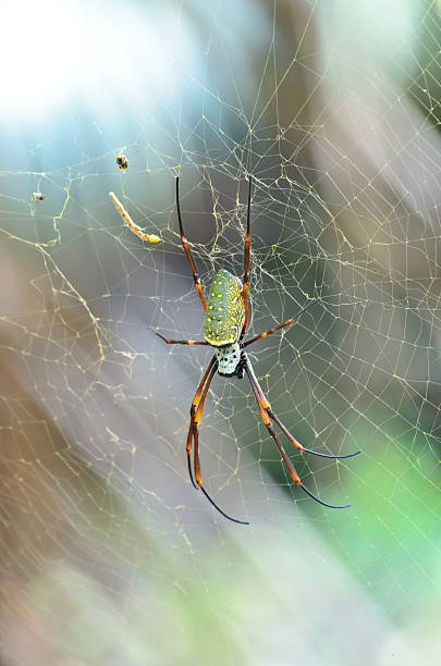 istock Female Giant Golden Orb Weaver Spider 176472963