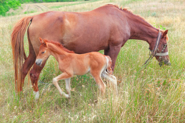 istock Mare with a foal on a green meadow 1764732511