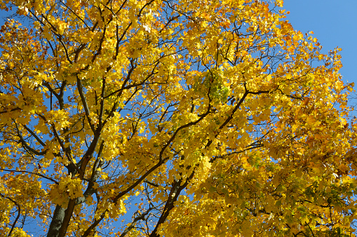 bright, yellow, autumn leaves against the sky. beauty in nature. autumn backgrounds. bottom view of tree leaves in a city park or forest. lush crown of trees on the blue sky