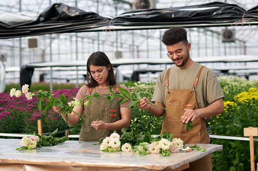 Two young intercultural workers of garden center sorting white fresh eustoma flowers for sale in market while standing by table