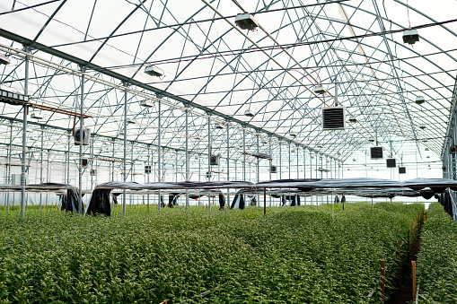 Aerial view shot of a greenhouse roof and a person carrying a crate with vegetables