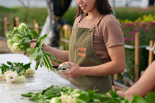 Cropped shot of young female florist in apron cutting stems of fresh eustoma flower after sorting some items for bouquet for selling