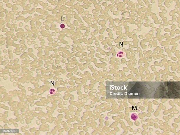 Photo libre de droit de Les Cellules De Sang Blanc banque d'images et plus d'images libres de droit de Bactérie - Bactérie, Biologie, Cancer