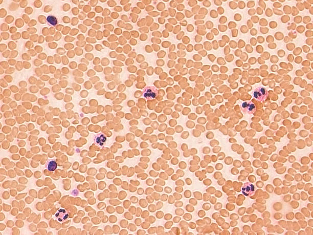 Illustration of many white blood cells stock photo