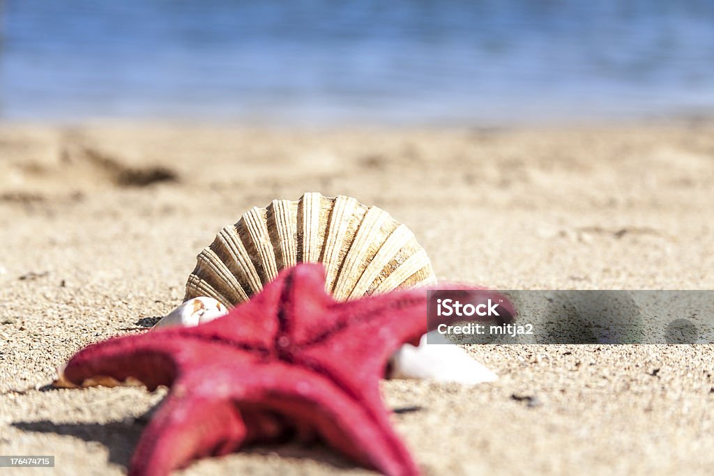 Red Starfish Close-up of a red starfish and seashells on the beach. Animal Shell Stock Photo