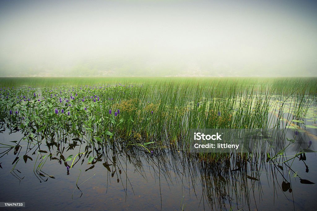 Brouillard sur le lac - Photo de Lac Eagle libre de droits