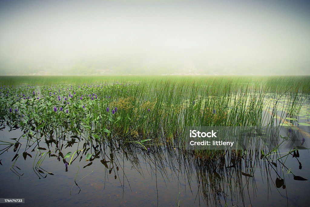 안개 Lake - 로열티 프리 야생 생물 보호 구역 스톡 사진