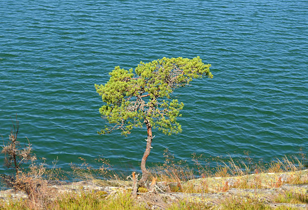 istock Lone pine tree at the edge of cliff 176474905