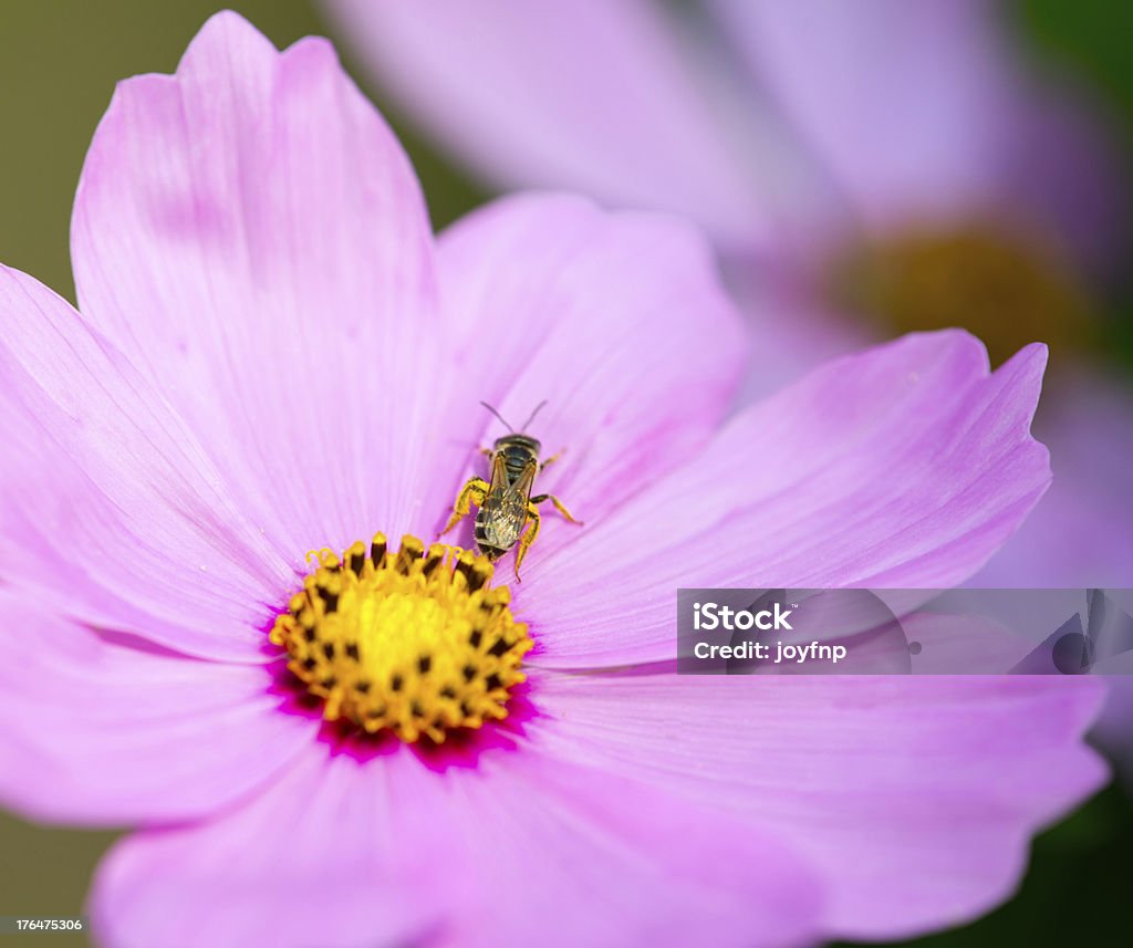 Abeille sur Cosmos de Pollen - Photo de Abeille libre de droits