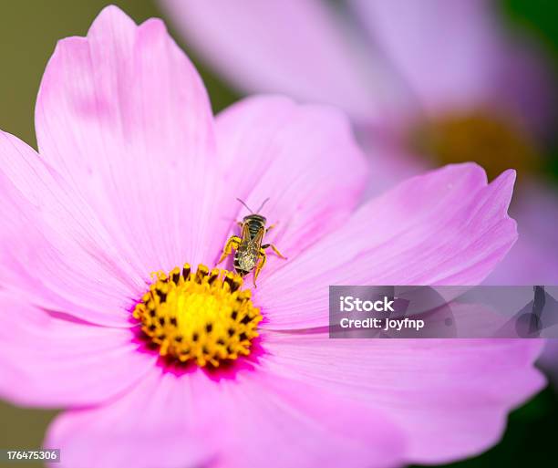 Foto de Abelha Na Cosmos Com Pólen e mais fotos de stock de Abelha - Abelha, Amarelo, Beleza natural - Natureza