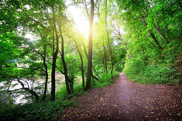 istock Road in a forest near the river 176475598
