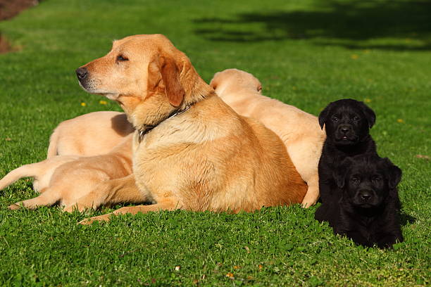 istock Labrador Retriever mother with puppies 176476712