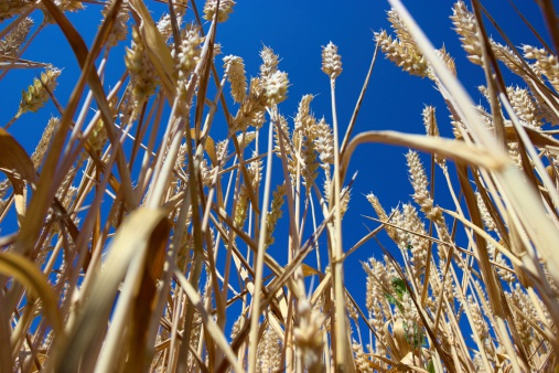 Grain field from the hamster perspective