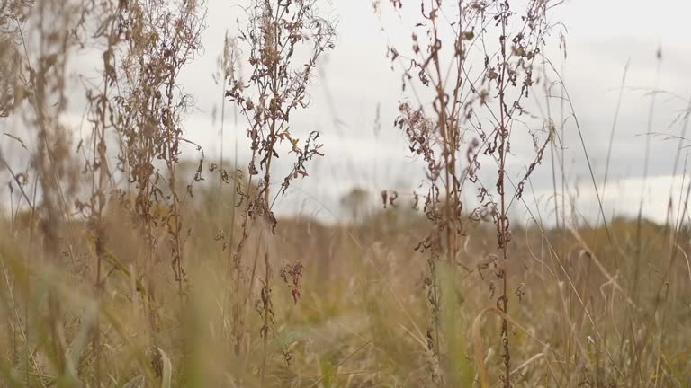 Autumn Natural Background. Dry leaves, brown stems. Pastel neutral colors. Fall idyllic landscape. Abstract trendy earth tones. Ochre colored aesthetic video backdrop. Minimal style. Unity with nature