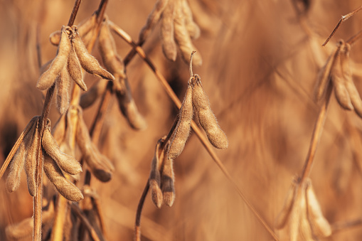 Soybean growth, ripe pods of Glycine max crops ready for harvest on a plantation in summer sunset. Selective focus.