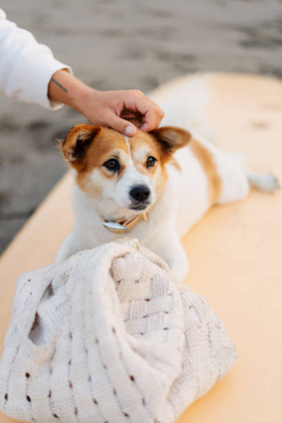 istock Dog Getting Head Scrach on a Surfing Board 1764773224