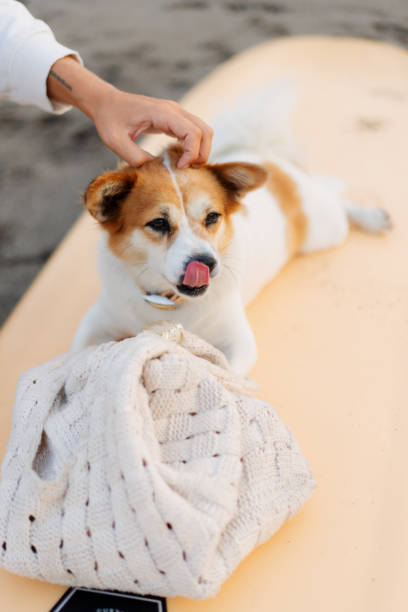 Dog Getting Head Scrach on a Surfing Board