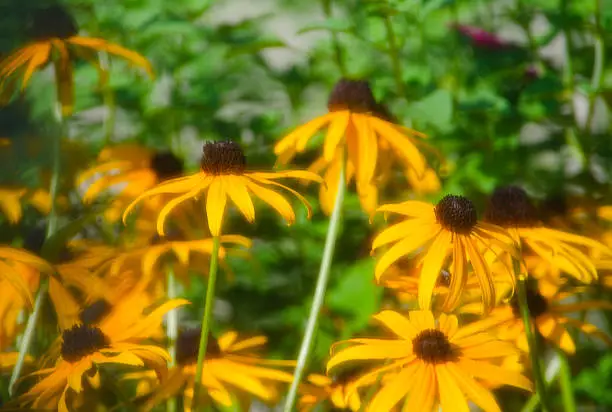 Rudbeckia, black-eyed-susans, glow in the early morning light. Blurred effect was created by shooting through screen material.
