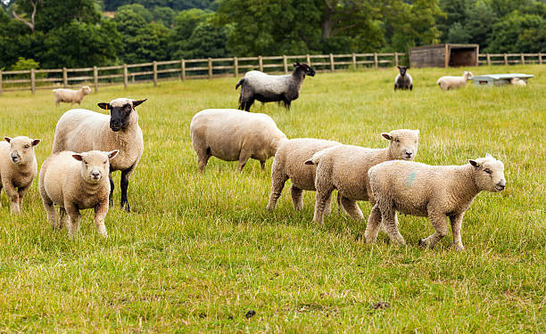 istock Sheep with lambs on farm in England. 176477546