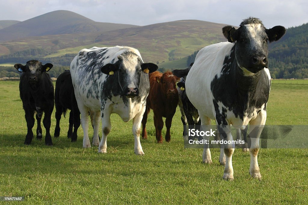 Kühe - Lizenzfrei Agrarbetrieb Stock-Foto