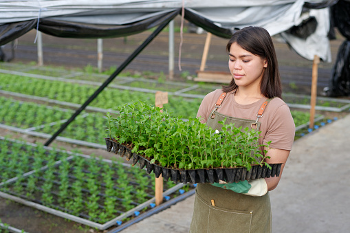 Young brunette woman in workwear carrying green seedlings in small pots while moving along camera in spacious industrial greenhouse