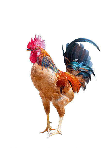 Red Rooster stock photo