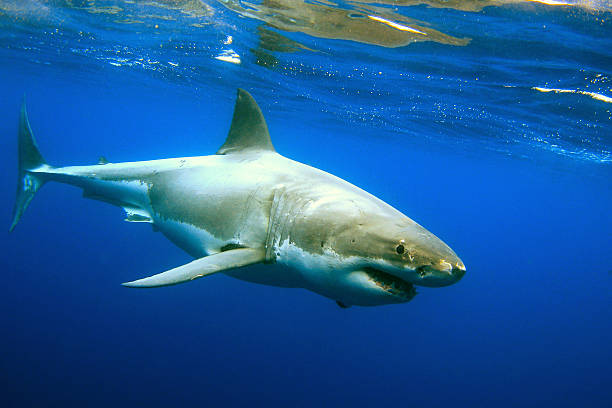 Great White Shark Great White Shark underwater picture great white shark stock pictures, royalty-free photos & images