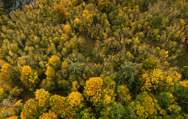 Free Stock Photo of Aerial View of Forest With Yellow Trees | Download ...