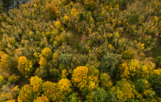 Aerial view of forest dressed in the colors of autumn