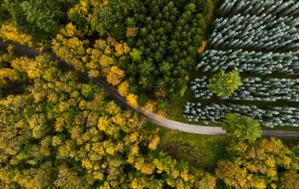 istock Single lane road in forest from drone point of view 1764788811