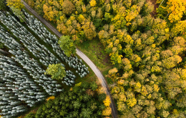 istock Single lane road in forest from drone point of view 1764788834
