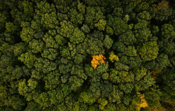 istock Directly above forest with the first tree in autumn color 1764791078