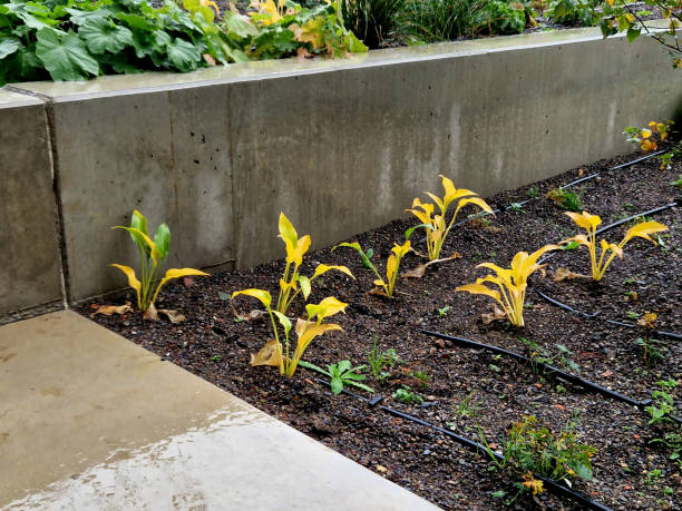 istock wet concrete staircase is new and smooth. seating stairs for students and people in the park. lawn benches and beds with perennials in combination with building elements 1764791105