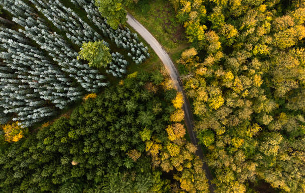 istock Single lane road in forest from drone point of view 1764791143